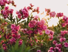 眼光花卉的魅力——水墨菊花图的艺术世界眼光花是怎么回事